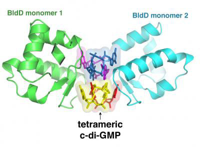 unique interaction between a small molecule called cyclic-di-GMP and a larger protein called BldD