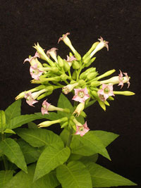 tobacco plant