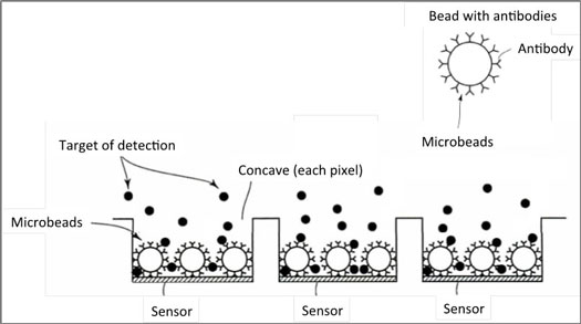 Schematic illustration of microbeads with antibodies on sensors