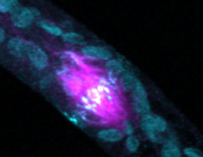A phragmoplast with microtubules in magenta and myosin VIII in cyan blue