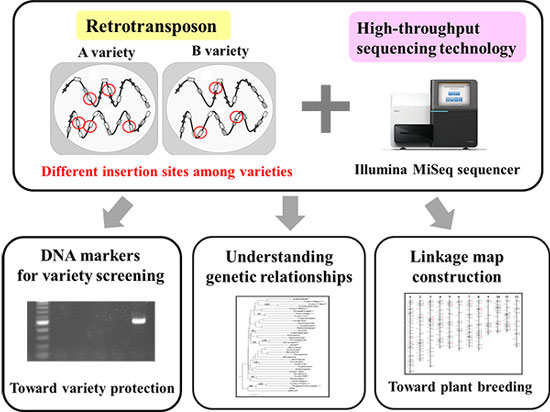 High-throughput sequencing of retrotransposon insertion sites and its applications