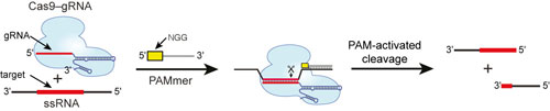 Schematic shows how RNA-guided Cas9 working with PAMmer can target ssRNA for programmable, sequence-specific cleavage