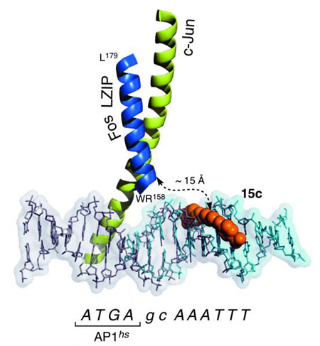 Reversible Supramolecular Assembly at Specific DNA Sites