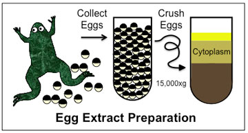 African clawed frog egg-extract preparation