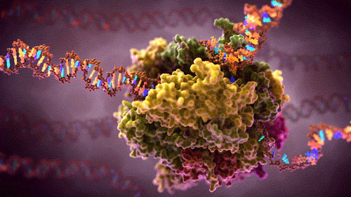 RNA polymerase (globular molecule) creating strands of RNA