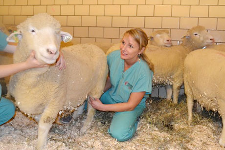 Lise Fortier checks the meniscus of a sheep