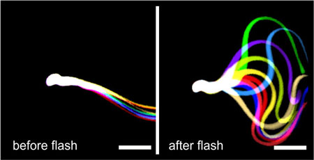 Light stimulation restores flagellar beating