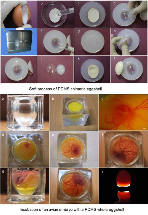 soft process of PDMS chimeric eggshell and the incubation of an avian embryo