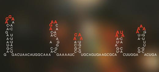 A code hidden in the arrangement of the genetic information of single-stranded RNA viruses