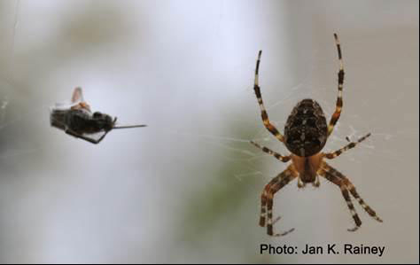 A Closer Look at Spider Silk