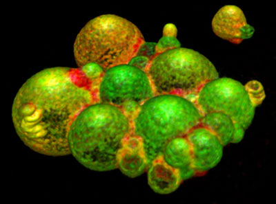 Lectins (rot) crosslink functionalised giant vesicles (green) to proto-tissues