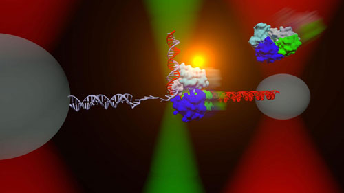 DNA repair helicase UvrD