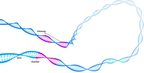DNA looping can bring a promoter and a distant enhancer close together inside the nucleus