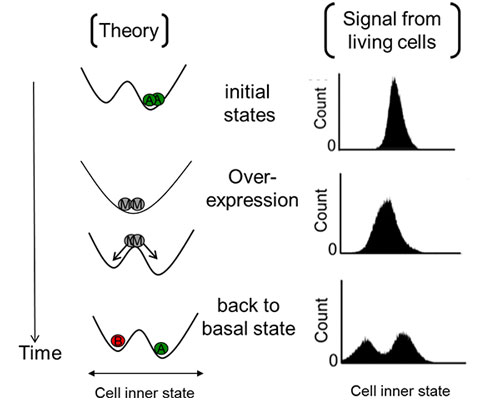Temporal monostable system induced by gene-over expression can divide a cell population at basal state into two