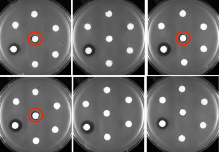 White filter disks holding antibiotics sit on petri dishes housing erythromycin-resistant Bacillus subtilis