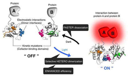 Schematic of the present photoswitching proteins acting as switches upon irradiation with blue light