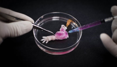  suspension of muscle progenitor cells is injected into the cell-free matrix of a decellularized rat limb