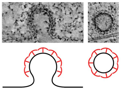 Clathrin proteins involved in endocytosis form a lattice that can dramatically change its shape to form the vesicle