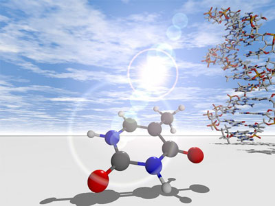 nucleobases have a sophisticated mechanism protecting them from the destructive influence of ultraviolet light