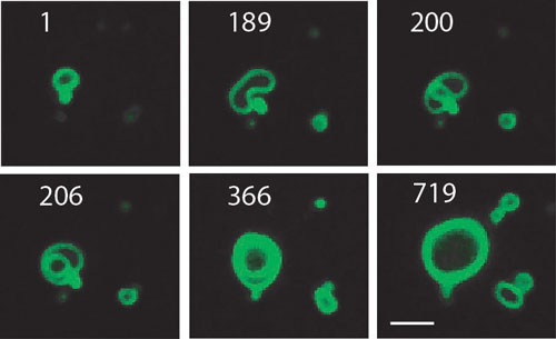 Growing cell membranes are seen in this time lapse sequence