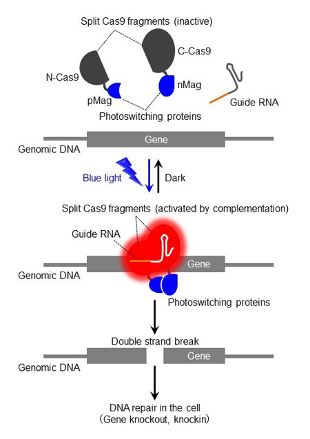 Photoactivatable Cas9 (paCas9) system allows optical control of genome editing