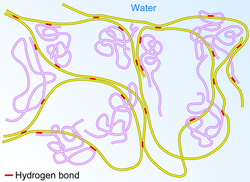supramolecular polymer gel network