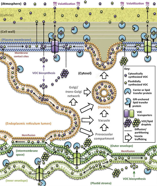 various ways volatiles, represented as purple and green hexagons, might be transported through the plant cell