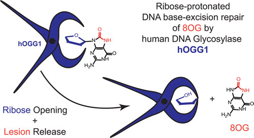 Unraveling the Base Excision Repair Mechanism of Human DNA Glycosylase