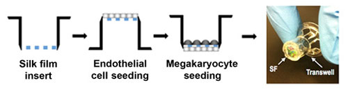 Diagram of the silk, Endothelial cell seeding, and Megakaryocyte seeding