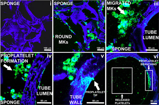 A serious of 6 images of bone marrow and proplatelet formation