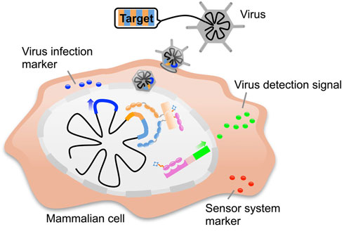 This schematic shows the procedure for introducing the sensor system into human cells