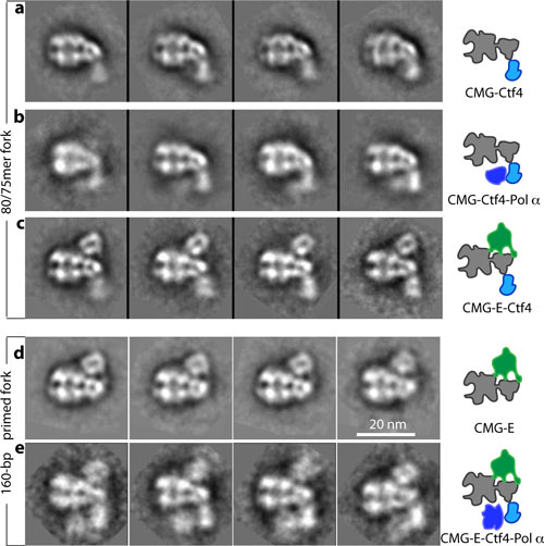 A series of electron micrographs showing the barrel-shaped helicase with several components of the replisome