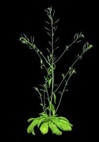 Arabidopsis Plant
