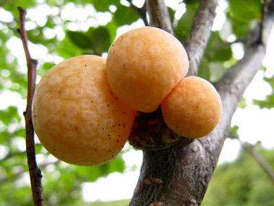 Orange-colored galls from the beech tree forests of Patagonia