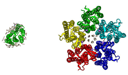 monomer and pentamer of the KR2 protein