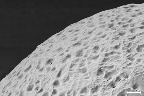 A stealth material surface on a cell