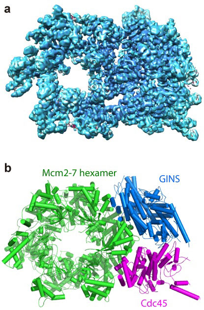 Two images showing the structure of the helicase protein complex from above