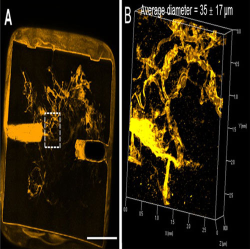 Microvascular network perfused with liquid