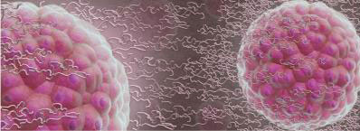 Hydrogels Slow Down Stem Cells