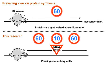 When proteins are being synthesized pausing occurs frequently