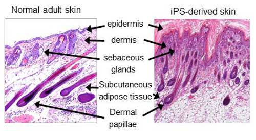 Comparison of natural and iPS-derived tissue