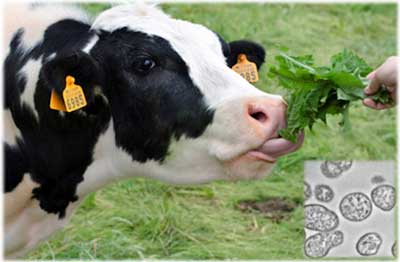 cow eating leaves