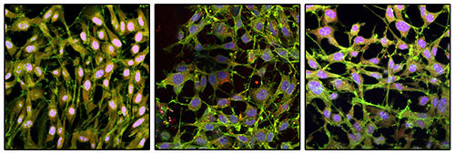 mesenchymal stem cell sheets