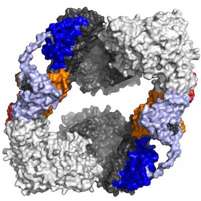 three-dimensional structure of the RNR enzyme from the bacterium pseudomonas aeruginosa