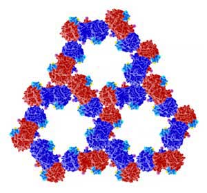 The organization of proteins PAK4 (red and blue) and Inka1 (light blue) as determined from crystals formed inside cells