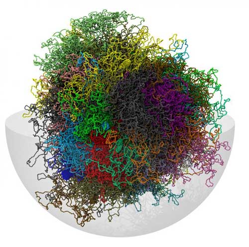 Chromosomes in Cell Nucleus
