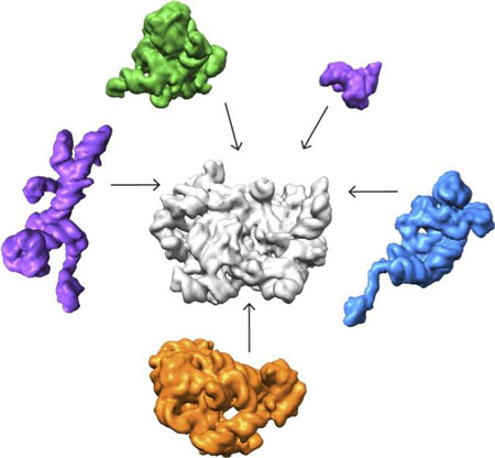 using single-particle cryo-electron microscopy (cryo-EM) and accompanying analysis tools to decipher some of the key steps for how ribosomes are assembled