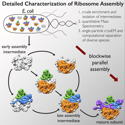 detailed characterization of ribosome assembly