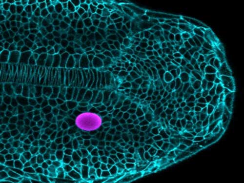 by exposing a magnetically responsive droplet (purple) to a magnetic field, scientists are able to exert pressure on the surrounding embryonic cells