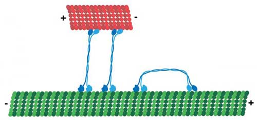The motor protein KlpA moves in one direction on a single cytoskeleton track and switches to the opposite direction between a pair of cytoskeleton tracks
